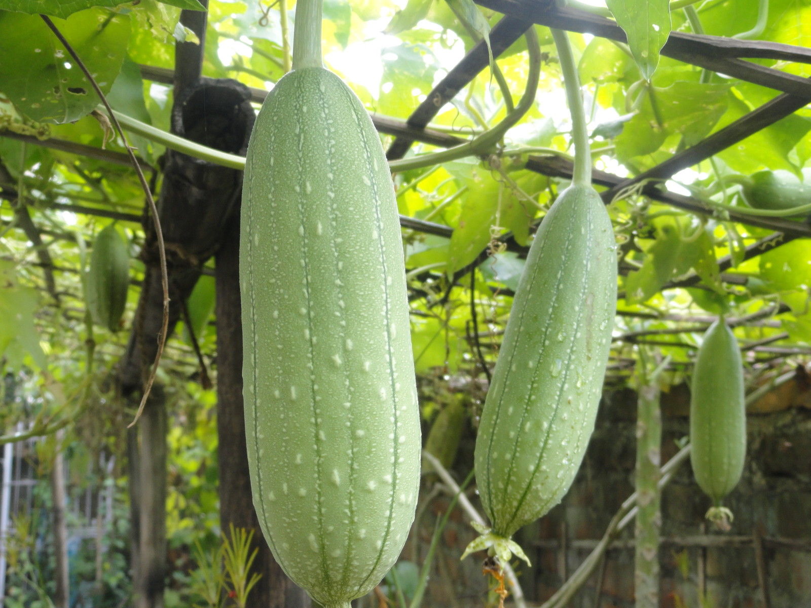 Origin Of Sponge Gourd