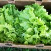 Lettuce Black Seeded Simpson Organic