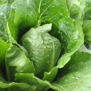Lettuce - Organic