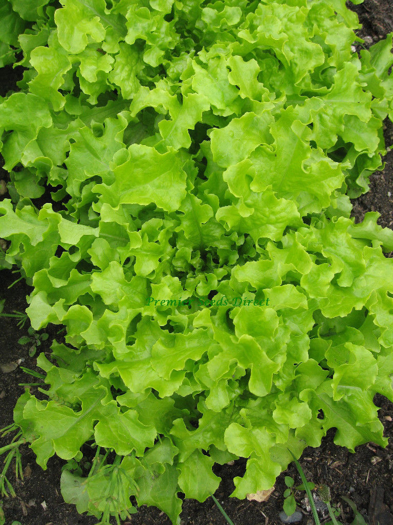 thumbnail image 2 of Green Salad Bowl Leaf Lettuce Seeds Non-GMO Cutting Variety Free Shipping 2 of 6