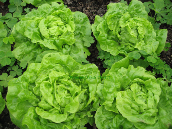 Lettuce Tom Thumb Organic