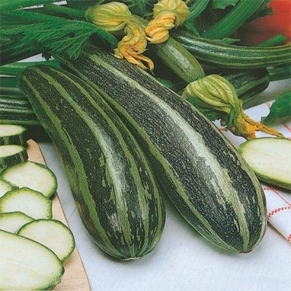 Marrow Long Green Bush 4 – Premier Seeds Direct