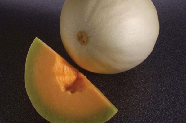 Melon Honeydew Orange Flesh / Temptation