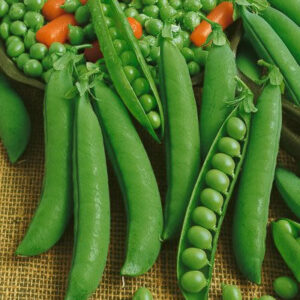 Pea Progress No 9 Organic