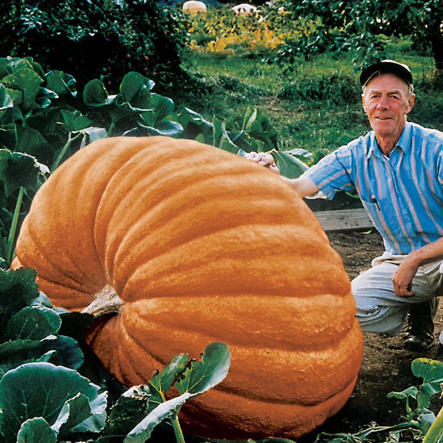 Pumpkin Dills Atlantic Giant | Pumpkin | Premier Seeds Direct ltd