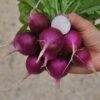 Radish Plum Purple Organic