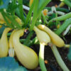 Squash Summer Crookneck Organic