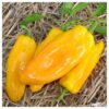 Sweet Pepper Marconi Golden Organic