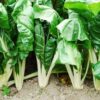 Swiss Chard Fordhook Giant