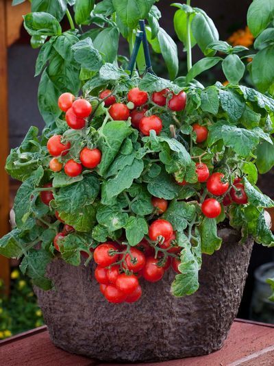 Tomato Dwarf Variety Red Robin | Tomato | Premier Seeds Direct ltd