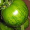 Tomato Green Zebra