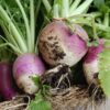 Turnip Purple Top White Globe Organic