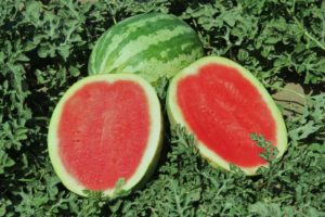 Water Melon Crimson Sweet Organic