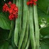 Runner Bean Firestorm