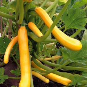 Courgette Climbing Shooting Star Yellow/Golden