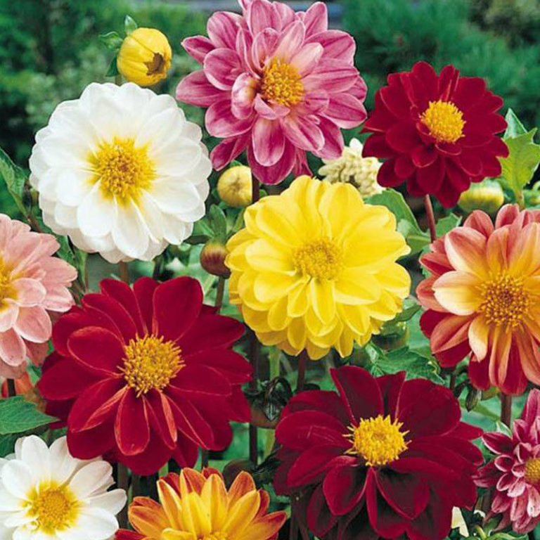 Dahlia Unwins new | Dahlia | Premier Seeds Direct ltd