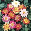 Dahlia Dwarf Dandy new