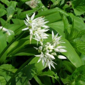 Wild Garlic Seeds