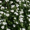 Forget Me Not Myosotis Sylvatica White new
