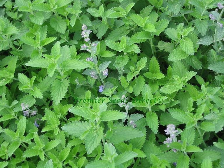 Herb Catnip Herbs Catnip Premier Seeds Direct ltd
