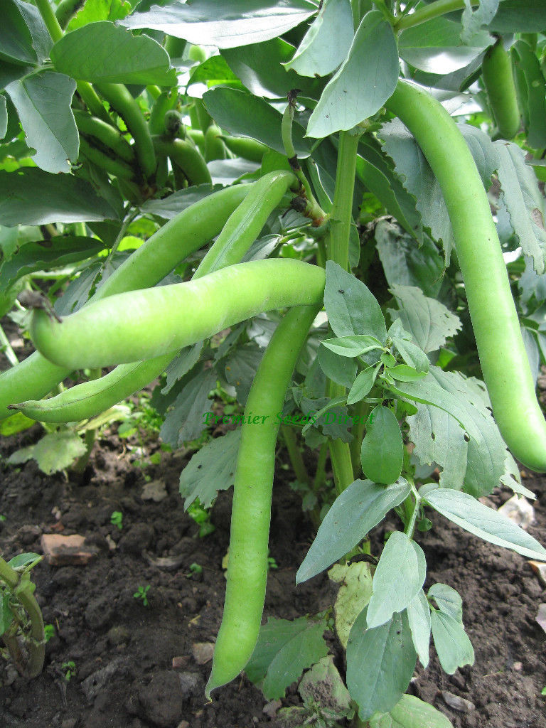 Dwarf Broad Bean Sutton Dwarf | Bean | Premier Seeds Direct Ltd