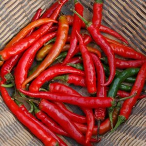 Hot Chilli Pepper Ring of Fire Organic new
