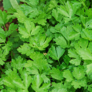 Parsley Italian Giant Flat Organic new