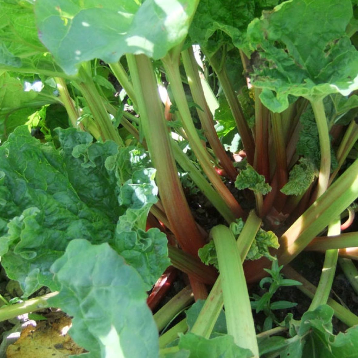 Rhubarb Victoria Rhubarb | Rhubarb | PREMIER SEEDS DIRECT LTD