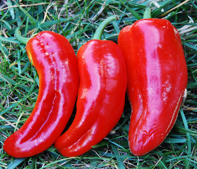 Sweet Pepper Marconi Red | SWEET PEPPER | PREMIER SEEDS DIRECT LTD