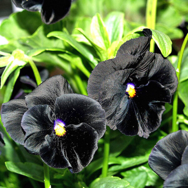 Pansy Clear Crystal Black | Pansy | Premier Seeds Direct ltd