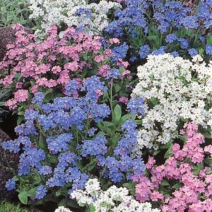 Forget Me Not Seeds