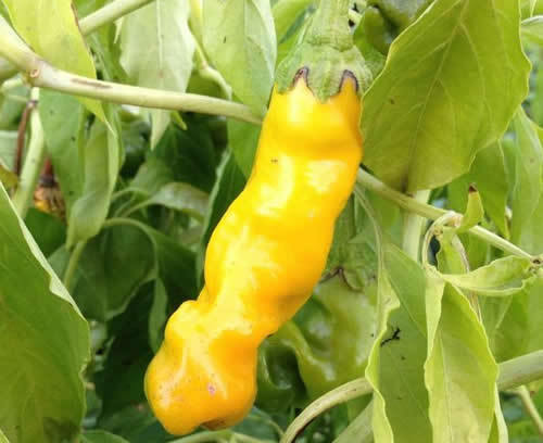 Hot Chili Pepper Peter (Penis) Pepper Yellow | Pepper Hot | Premier ...