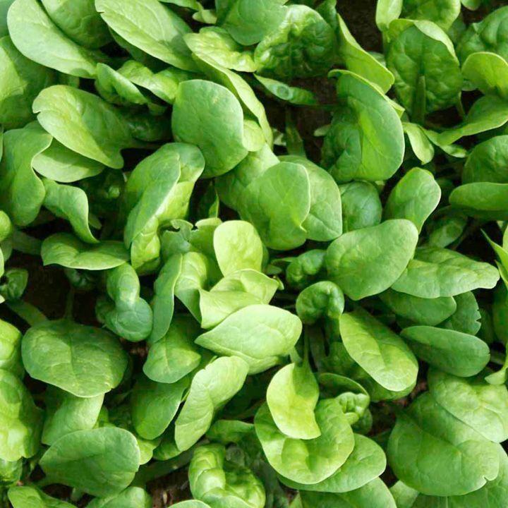 Spinach Amazon F1 | Bean | Premier Seeds Direct ltd