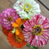Zinnia Thumberlina