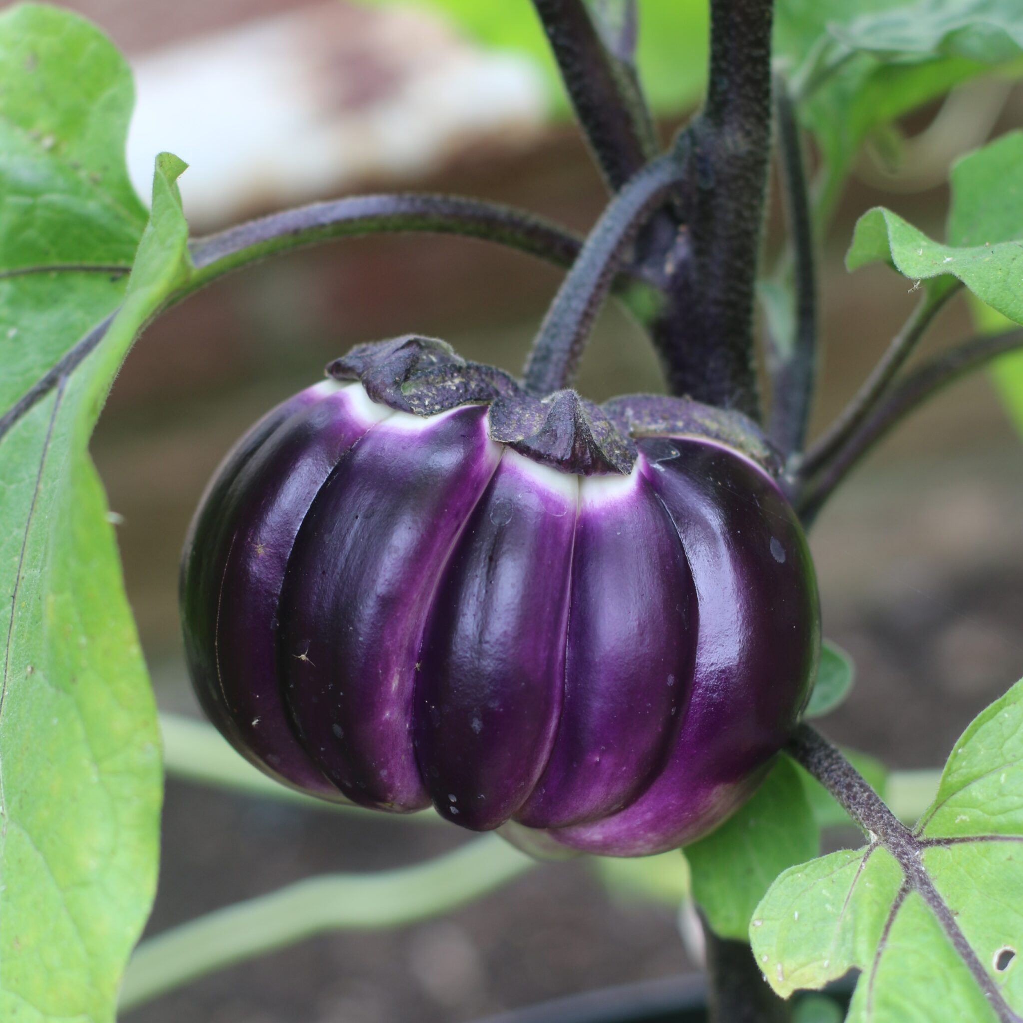 Aubergine Listada De Gandia - Ernest TURC