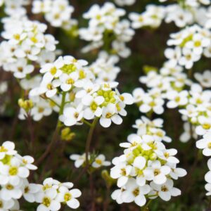 Carpet of snow alyssum flowers with white petals and yellow centres