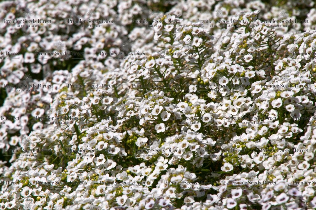 Alyssum Carpet of Snow Flowers Alyssum Premier Seeds Direct Ltd.
