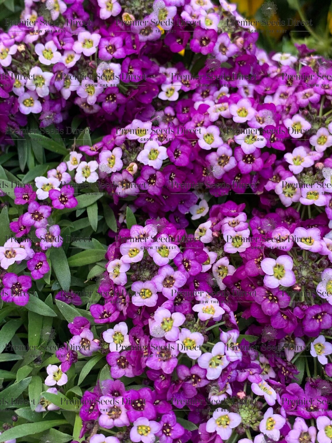 Alyssum Royal Carpet Flowers Alyssum Premier Seeds Direct Ltd.