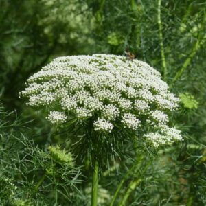 Ammi Majus 'Bishops Flower'