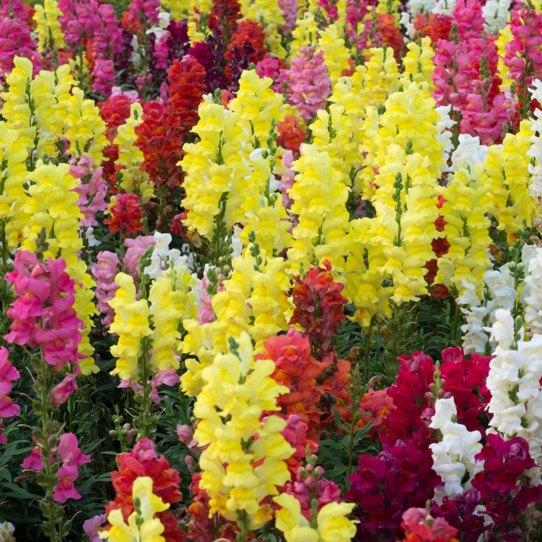 Antirrhinum (Snapdragon) Tetra Mix - Image 3