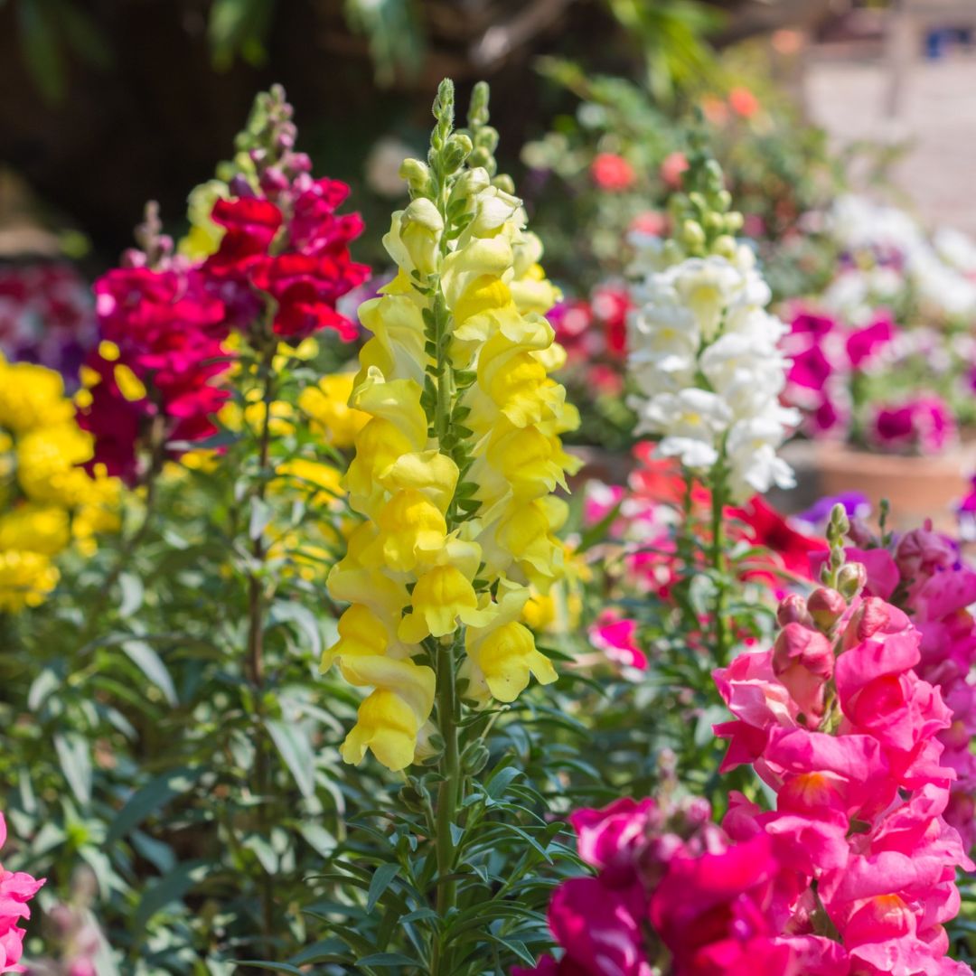 Antirrhinum (Snapdragon) Tetra Mix - Image 2