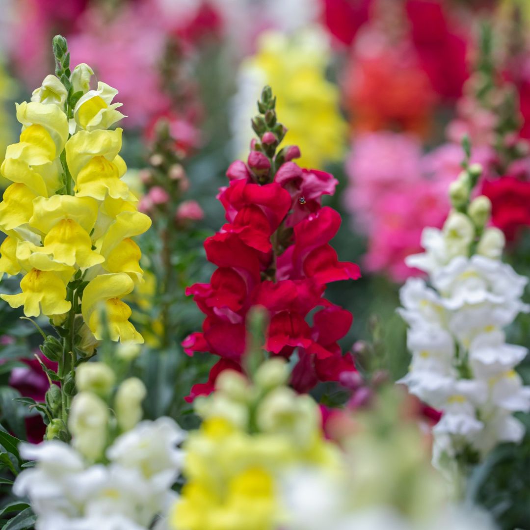 Antirrhinum (Snapdragon) Tetra Mix