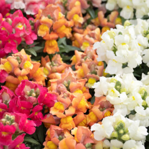 Tom Thumb Antirrhinum Snapdragon flowers in white, orange, pink, and yellow