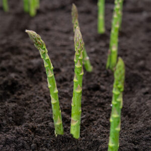 Green Connovers Colossal Asparagus growing in the ground with soil