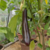 Aubergine Long Purple Organic Seeds