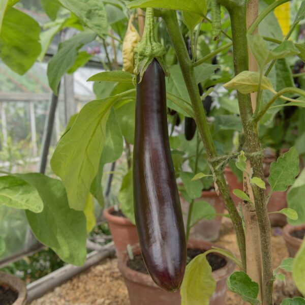 Italian Aubergine Long Purple - Image 3