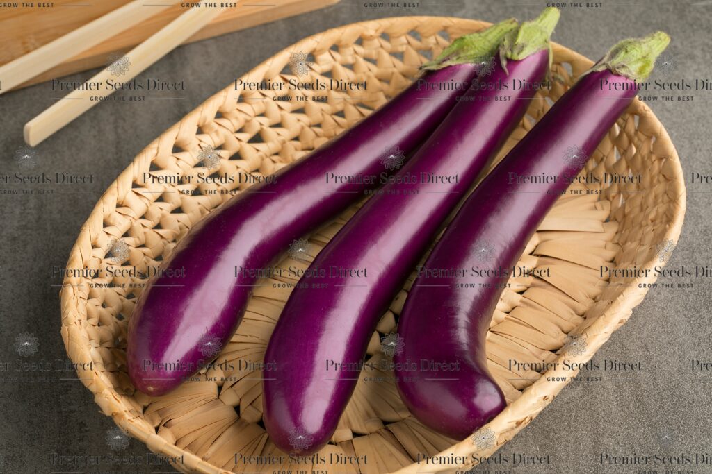 Italian Aubergine Long Purple Aubergine Premier Seeds Direct ltd