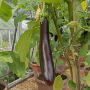 Long Purple Italian Aubergine growing on the plant