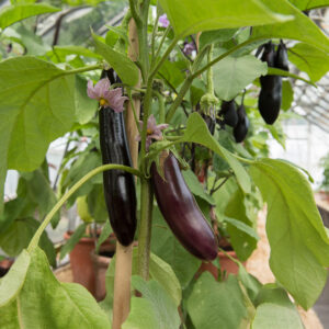 Long Purple Italian aubergines growing on the plant with green leaves