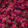 Aubretia Gracillis Rock Cress Royal Red new
